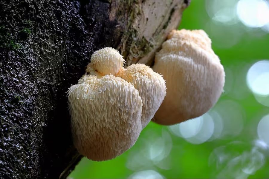 Lion's Mane mushroom, an ingredient in JointVive