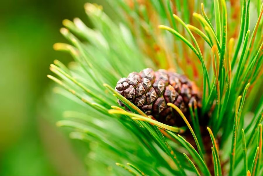 Pine bark extract, an ingredient in JointVive