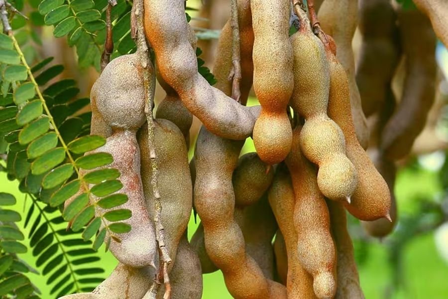 Tamarind, an ingredient in JointVive